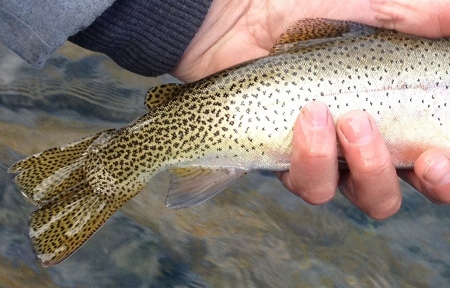 li'l cutty (450x288).jpg li'l cutty (450x288).jpg